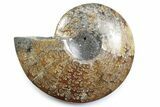 Polished Fossil Ammonite Dish - Madagascar #383929-1